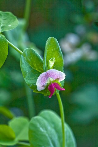 Pea